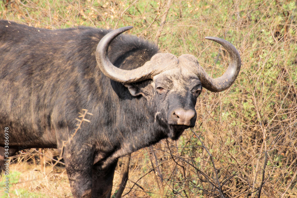 African buffalo or Cape buffalo (Syncerus caffer) , Thaba Lodge, Black Rhino Reserve, South Africa