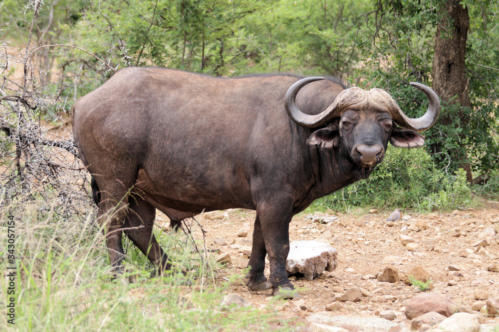 African buffalo or Cape buffalo (Syncerus caffer) , Thaba Lodge, Black Rhino Reserve, South Africa African buffalo or Cape buffalo (Syncerus caffer) , Thaba Lodge, Black Rhino Reserve, South Africa
