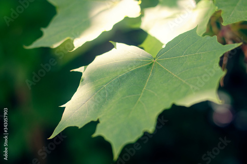 single green maple leaf in selective focus