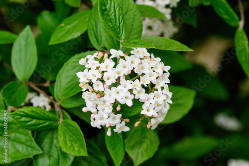 Shrub with white flowers of Viburnum opulus plant, known as guelder rose, water elder, cramp bark, snowball tree and European cranberry bush, in a sunny spring garden, beautiful floral background 
