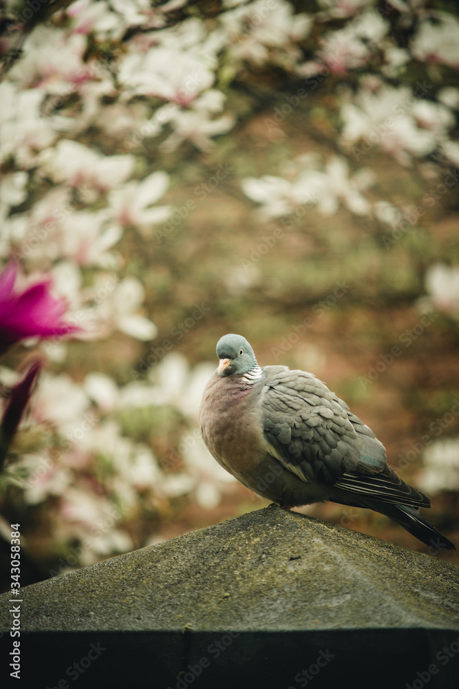 wild gray dove sits on a fence wild gray dove sits on a fence