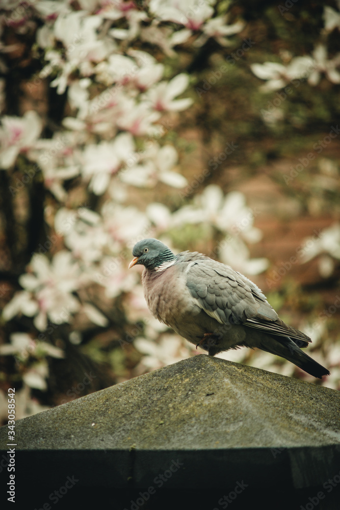 Fototapeta premium gray bird sits on a fence near blooming magnolia