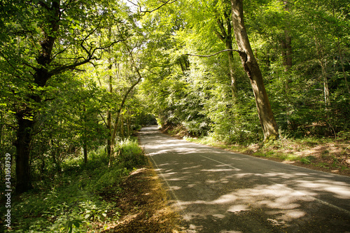 Fototapeta Naklejka Na Ścianę i Meble -  roadway going through a forest