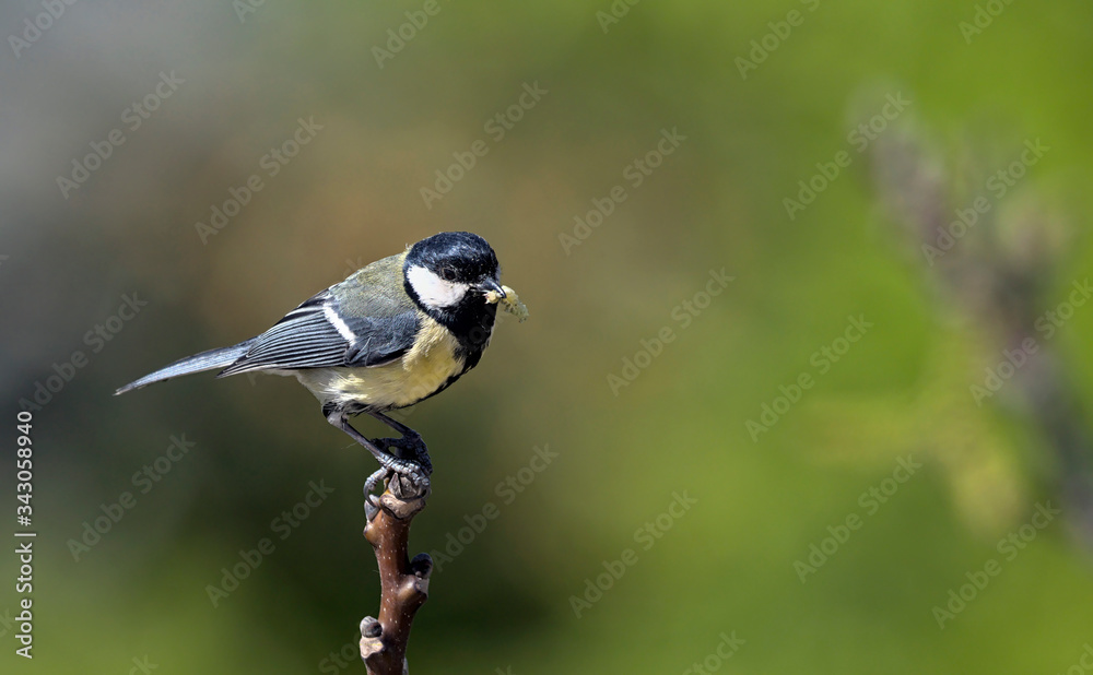 Fototapeta premium Great Tit (Parus major), Greece