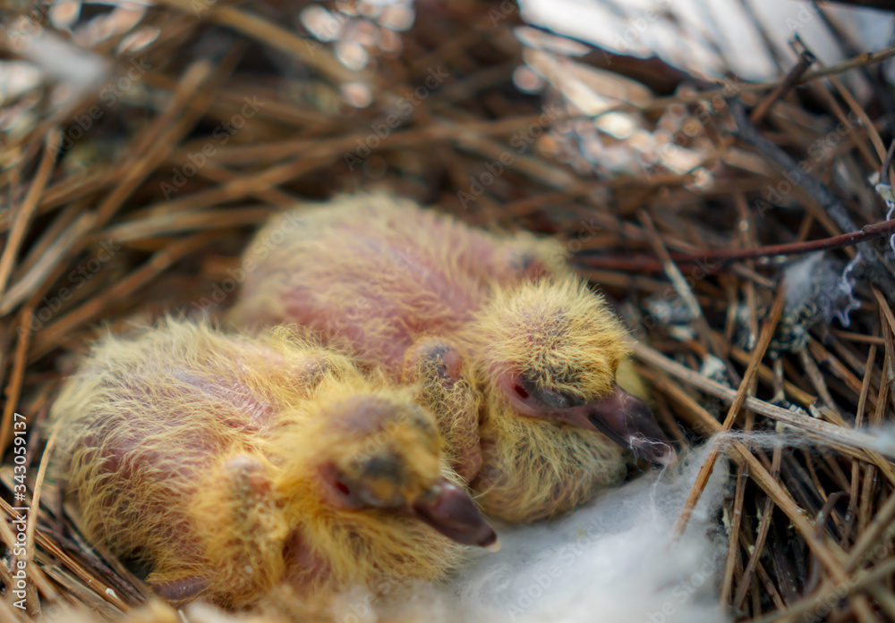 two little yellow newborn pigeon chicks lie naked without feathers and alone in the nest on the balcony, waiting for parents shaking because of the cold