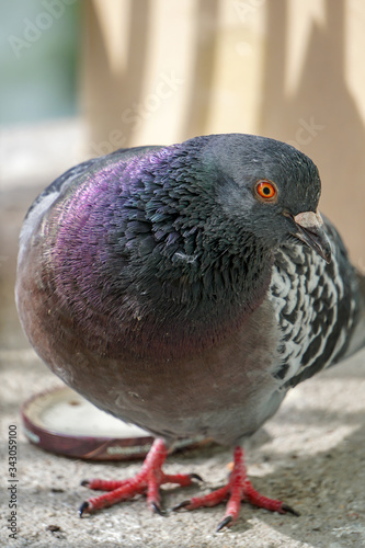 Close portrait of the male pigeon walking on the balcony. Blurred background