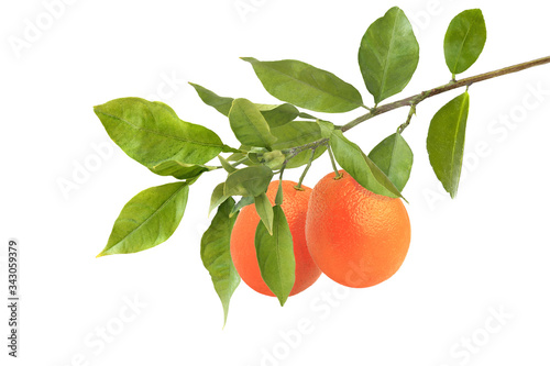 Orange branch isolated on white