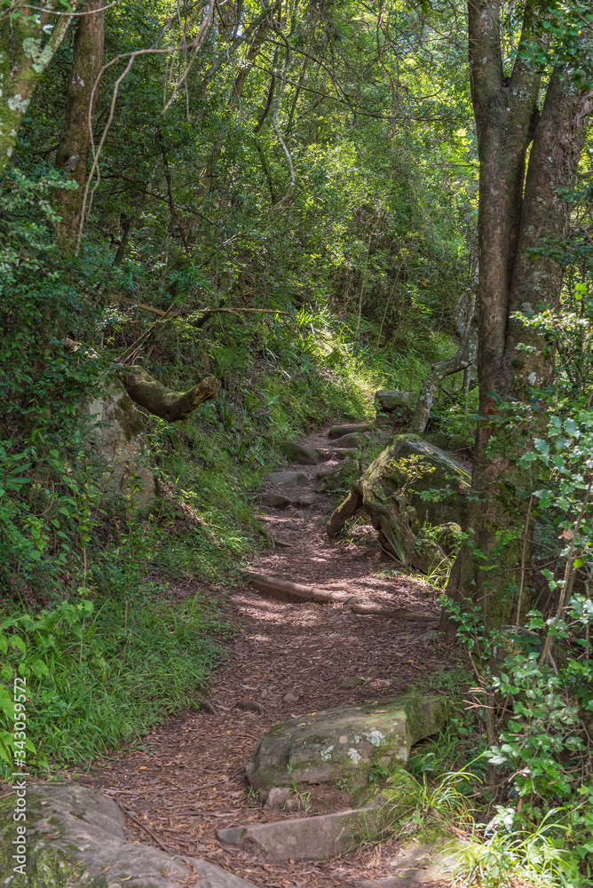 Hiking trail to the Tugela Gorge passes through several forests