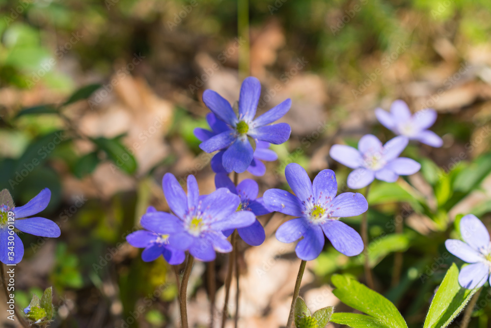 blue spring flowers background blue spring flowers background