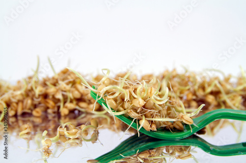 Wheat sprouts and green plastic fork
