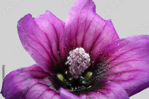 Fototapeta Naklejka Na Ścianę i Meble -  pink wild flower in macro