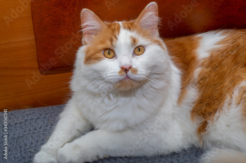A white-red cat with a black spot on his nose lies and looks at the top