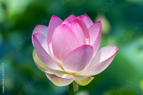 Close up of one delicate white pink water lily flowers  Nymphaeaceae  in full bloom on a water surface in a summer garden  beautiful outdoor floral background photographed with soft focus 