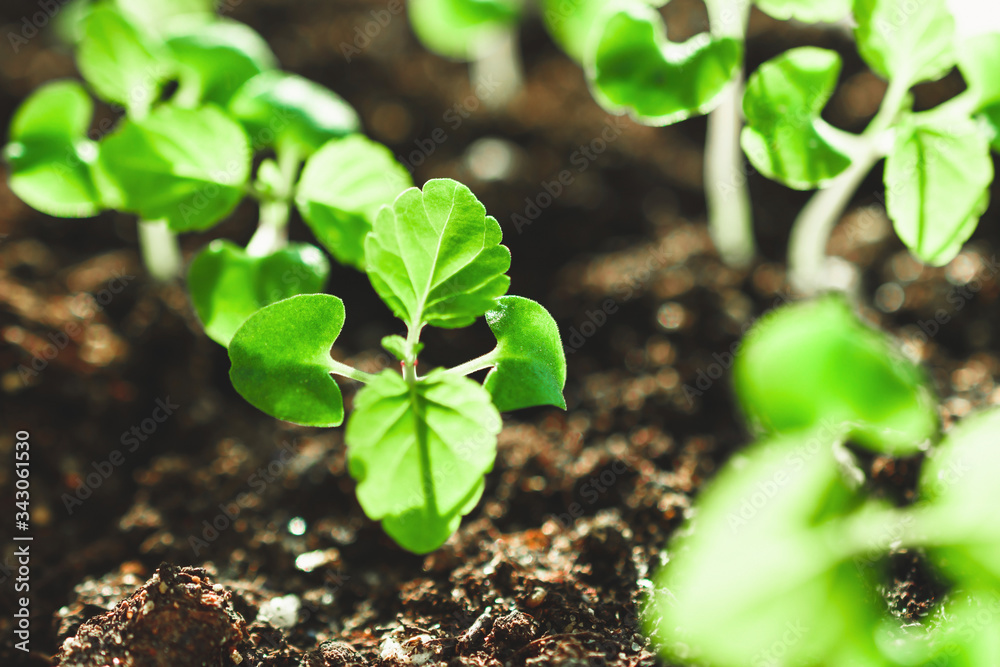 Growing plants at home. Spring planting. Green plants. Home garden. Growing plants at home. Spring planting. Green plants. Home garden.