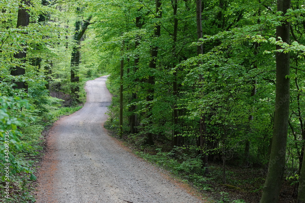 Fototapeta premium path in the forest