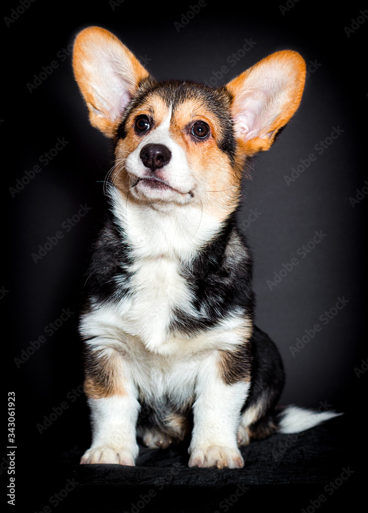dog looks welsh corgi pembroke breed dog looks welsh corgi pembroke breed