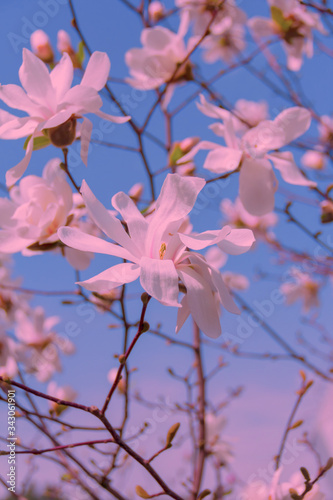 Springtime. White magnolia flowers in the sun.