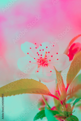 Springtime. Blooming spring pretty pastel background.