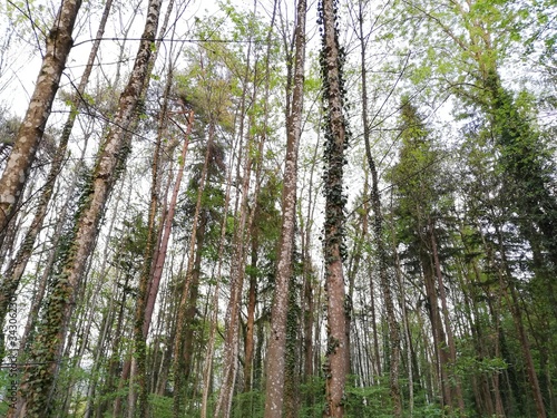 trees in the forest