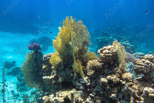 Coral Reef In Red Sea  Egypt. Blue Turquoise Ocean Water  Different Types Of Hard Corals. Branching Fire Coral  Horn Coral  Brain Coral. Underwater Diversity.