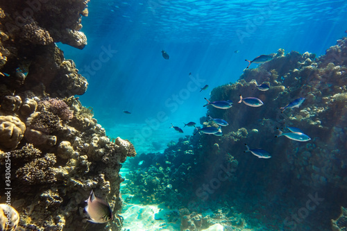 Coral Reef And Shoal Of Bright Blue Stripped Tropical Fish In Red Sea. Blue Lunar Fusilier (Caesio Lunaris), Hard Corals And Rock In The Depths, Sun Rays Shining Through Water Surface.