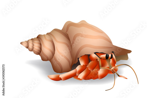 Hermit crab