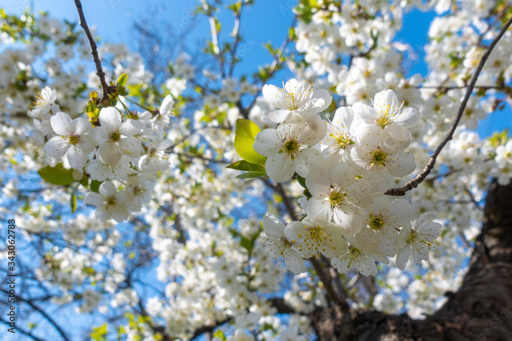 Cherry Blossom In Front Of A Clear Blue Sky. White Spring Flowers, Blooming Branch with Green Leaves. Delicate Sakura Flowers, Spring Sunny Day.