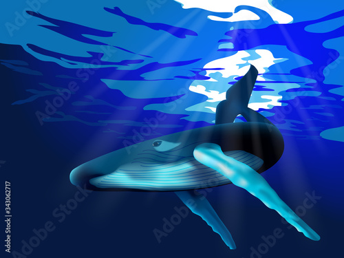 Humpback Whale vector