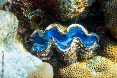 Fototapeta Naklejka Na Ścianę i Meble -  Giant Tridacna, Saltwater Clams In The Coral Reef, Red Sea. Marine Bivalve Blue Molluscs, Large Chells. Amazing Underwater Dangerous Animal.