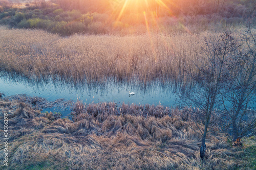 Magical sunset in the countryside. Rural landscape in the spring. Swan swims along a narrow river