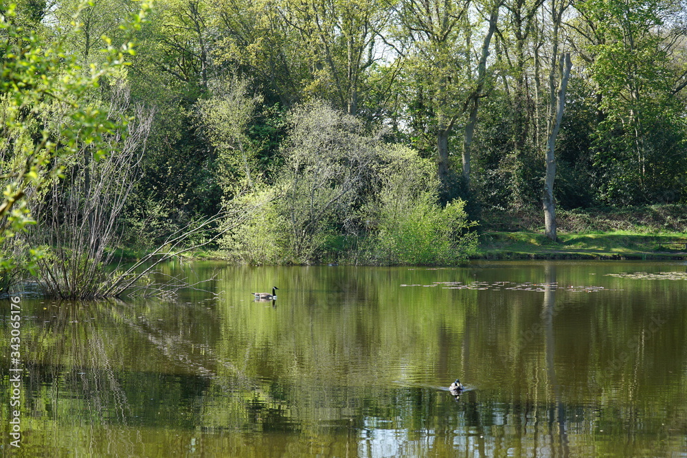 Pond in Hampshire UK with nice green colours and reflective water