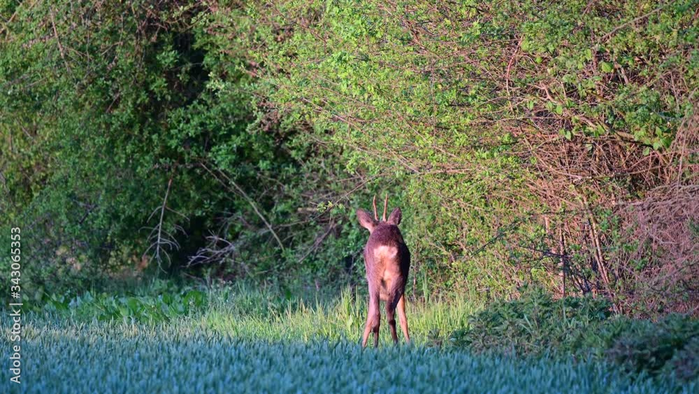 Roe buck standing on the hedge and search feed, spring, (capreolus capreolus), germany Roe buck standing on the hedge and search feed, spring, (capreolus capreolus), germany