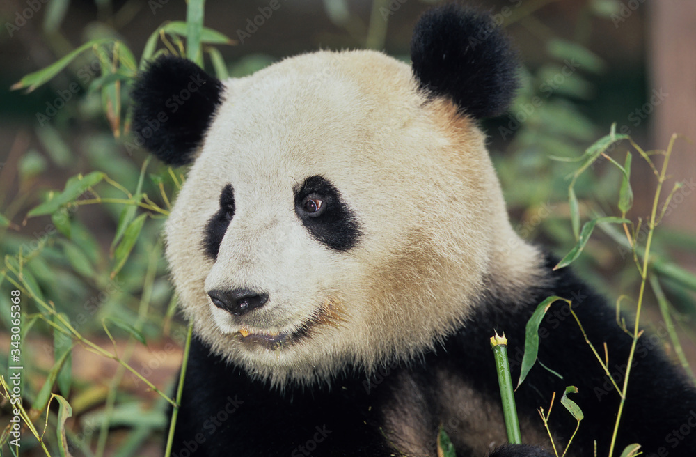 Fototapeta premium Giant Panda