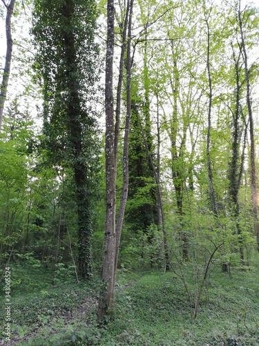 trees in the forest