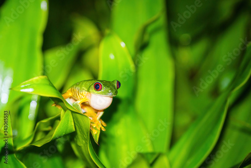 Fototapeta Naklejka Na Ścianę i Meble -  Red-Eyed Tree Frog (Agalychnis callidryas)
