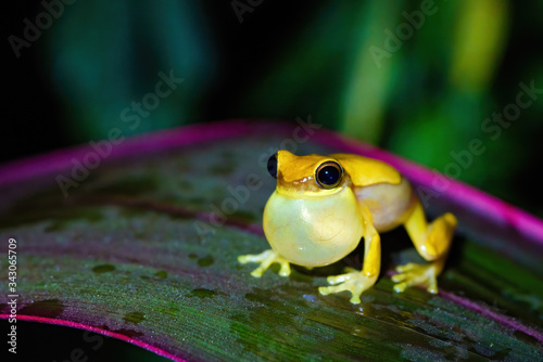 Small-headed tree frog (Hyla microcephala) in Costa Rica photo