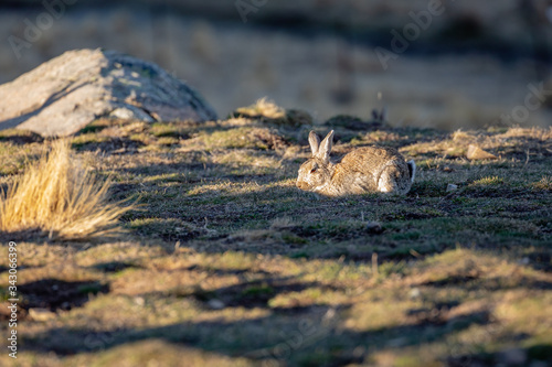 A Rabbit Pops Up