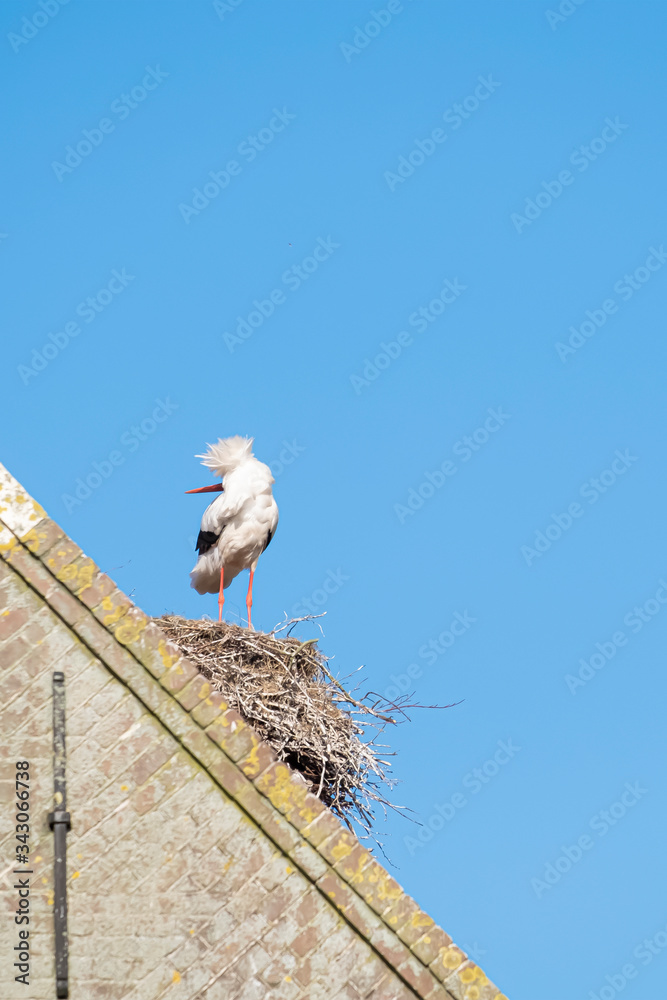 A stork stands on a chimney in its nest, the bird seems to dance in the wind, blue sky in background A stork stands on a chimney in its nest, the bird seems to dance in the wind, blue sky in background