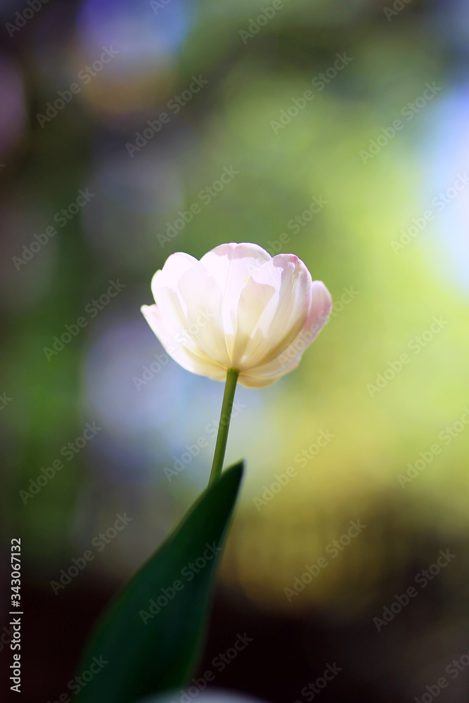 Photo of a radiant green spring background of white tulip. Low depth of field Photo of a radiant green spring background of white tulip. Low depth of field