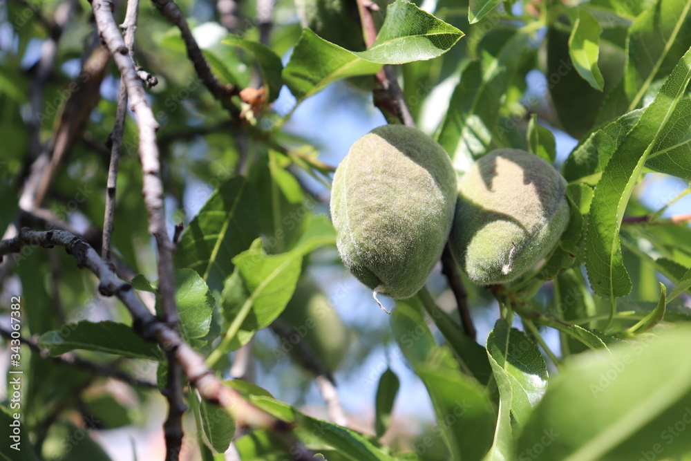 Obraz premium mandorle verdi