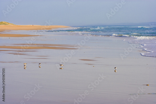 little birds on the sandy beach photo