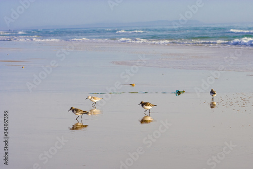 little birds on the sandy beach photo