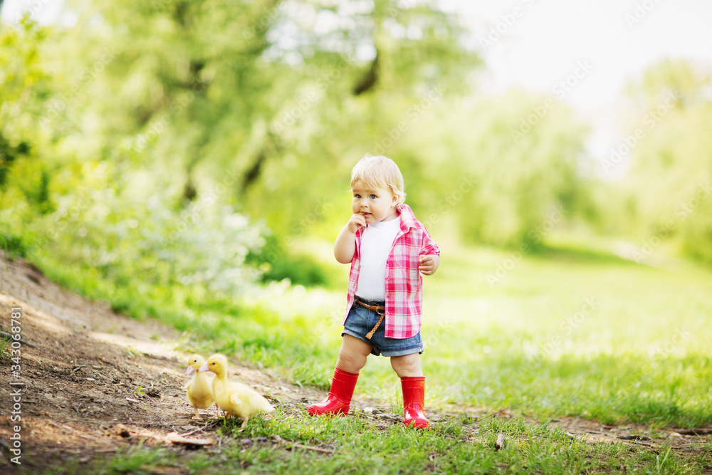 Pretty fair-haired blue-eyed toddler girl in pink plaid shirt, white t-shirt, blue denim jeans shorts and stylish red robber boots walking in the farm park with ducks and ducklings Pretty fair-haired blue-eyed toddler girl in pink plaid shirt, white t-shirt, blue denim jeans shorts and stylish red robber boots walking in the farm park with ducks and ducklings