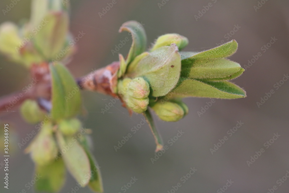 New young leaves of honeysuckle growing in a garden. First greens of spring. Close up, selective focus, blurred background. New young leaves of honeysuckle growing in a garden. First greens of spring. Close up, selective focus, blurred background.