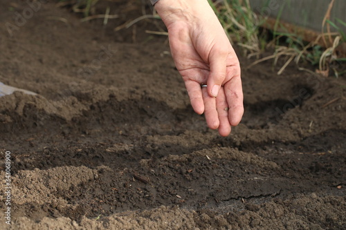 hand planting seeds to wet soil in the vegetable garden. agriculture concept