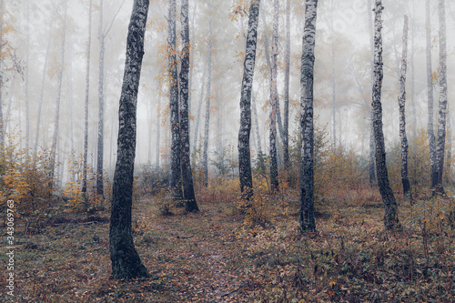 Fototapeta Naklejka Na Ścianę i Meble -  Misty morning in the woods in the fall.