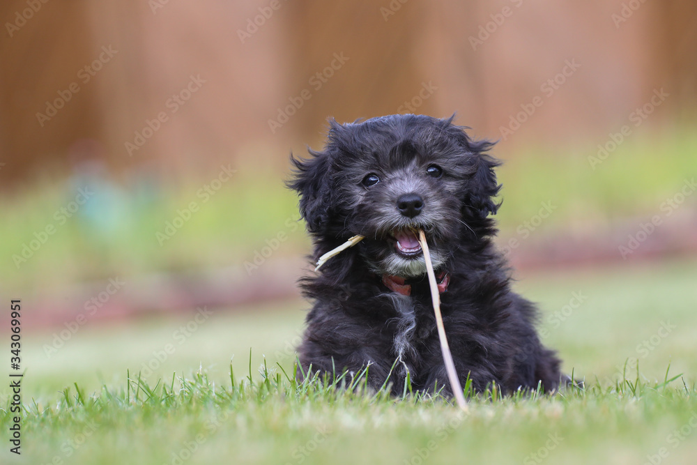 Junger Maltipoo Welpe im Garten Malteser Zwergpudel Junger Maltipoo Welpe im Garten Malteser Zwergpudel