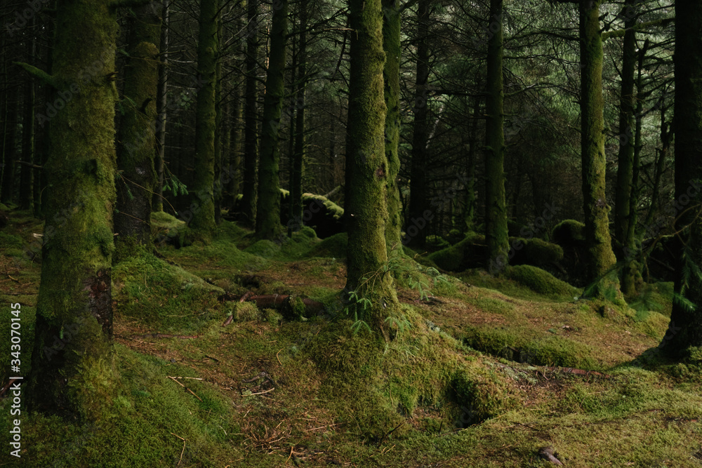 Fototapeta premium Moos im Wald.