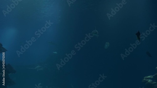 Shark close up.Red sea. 4k photo