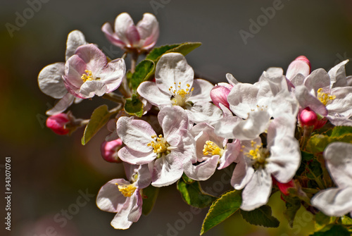 Little white with pink flowers close up. Flowering tree.
